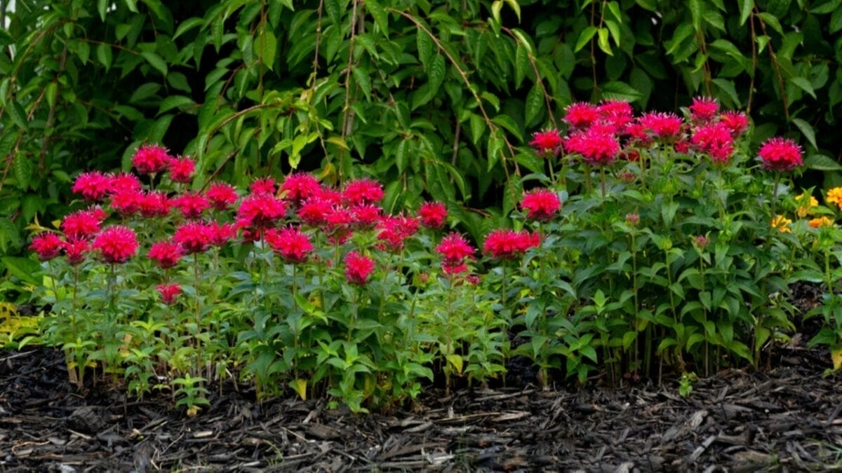 10 Reasons Why Every Garden Needs Bee Balm 9 10 Reasons Why Every Garden Needs Bee Balm - bee balm soil ss2375477605