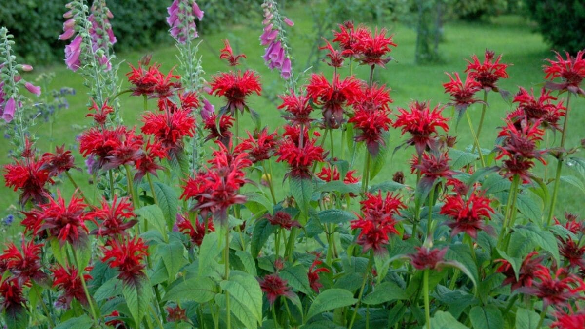 15 Plants Perfect for Starting Your Homegrown Tea Garden - bee balm ss1655097079