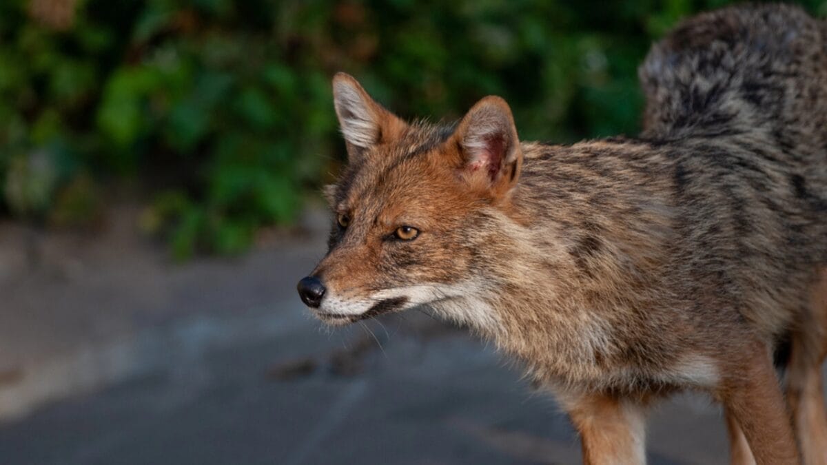 Explore the Pack: 19 Coyote Types to Know 17 Explore the Pack: 19 Coyote Types to Know - belize coyote dp395118202