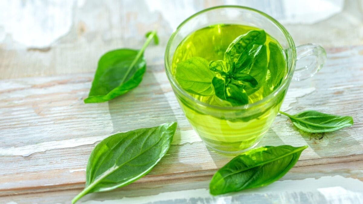 How to Cut Basil for an Abundant Harvest All Season Long 6 How to Cut Basil for an Abundant Harvest All Season Long - benefits of basil ss1495319126