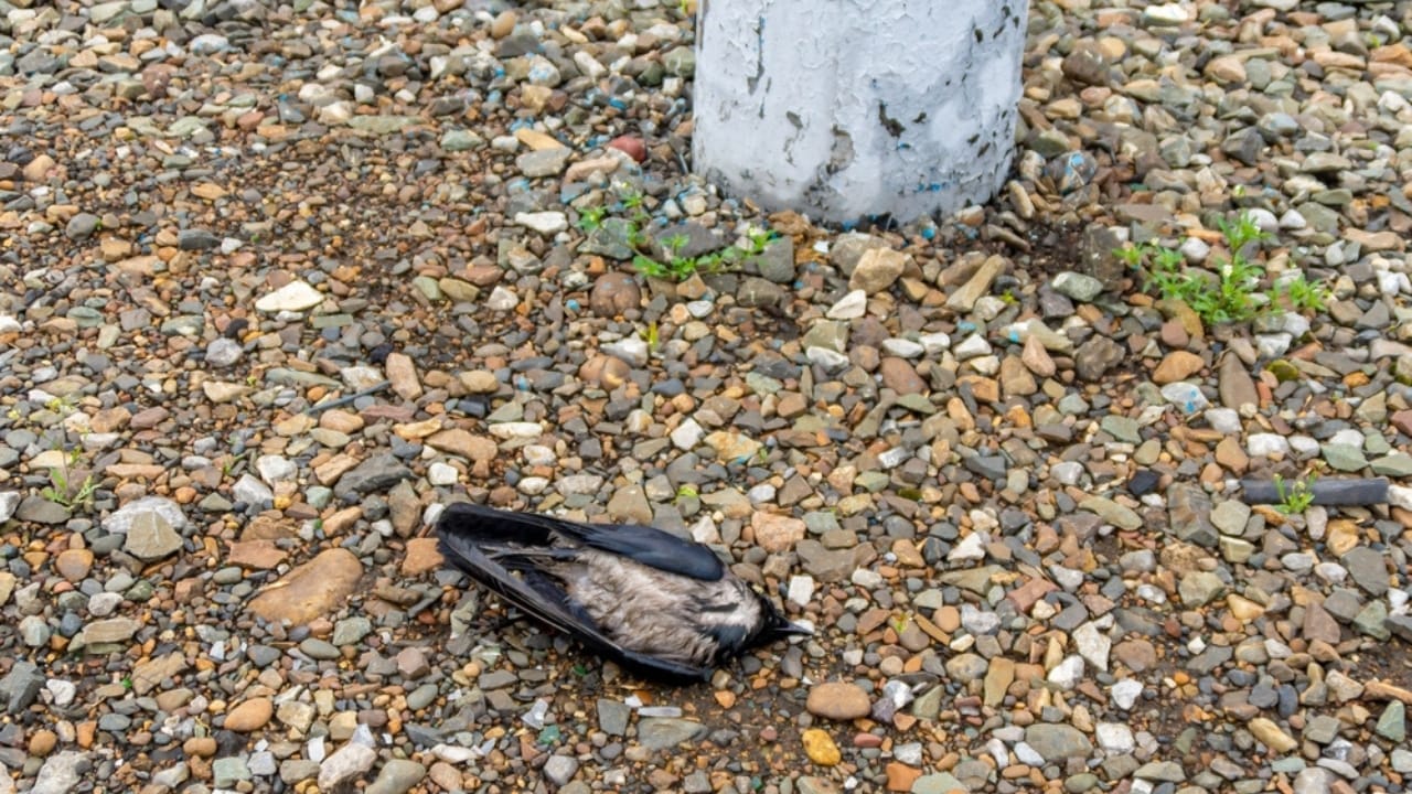 How Birds Can Perch on High-Voltage Lines without Getting Zapped 4 How Birds Can Perch on High-Voltage Lines without Getting Zapped - bird electrocuted ss2117941715