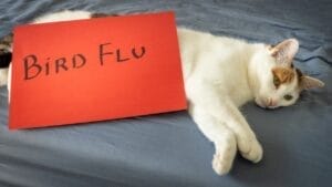 Bird Flu Can Infect Cats: What This Means for Cat Owners 1 Bird Flu Can Infect Cats: What This Means for Cat Owners - bird flu ss2323632263 1