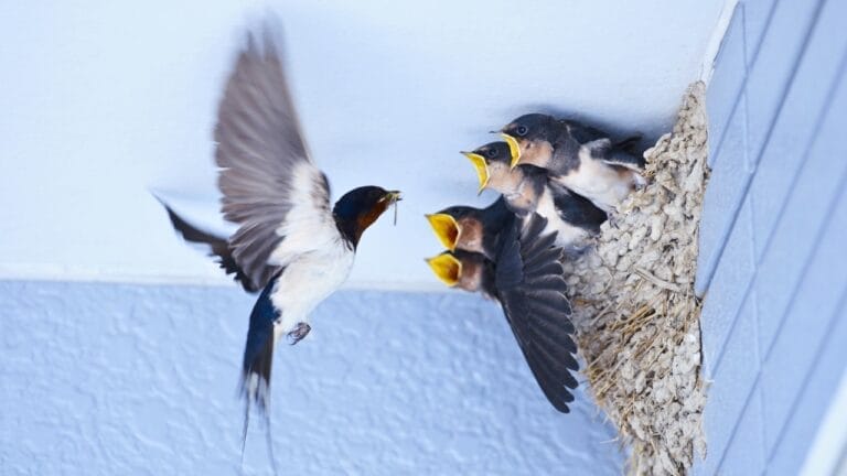 15 Simple Ways to Prevent Birds from Nesting Around Your House 1 15 Simple Ways to Prevent Birds from Nesting Around Your House - birds house ss702554506