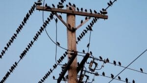 How Birds Can Perch on High-Voltage Lines without Getting Zapped 1 How Birds Can Perch on High-Voltage Lines without Getting Zapped - birds on electrical wires ss36396160