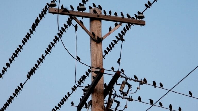 How Birds Can Perch on High-Voltage Lines without Getting Zapped 5 How Birds Can Perch on High-Voltage Lines without Getting Zapped - birds on electrical wires ss36396160