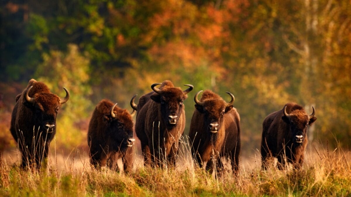 After 10,000 Years, Wild Bison Return Thanks to Restoration Efforts 3 After 10,000 Years, Wild Bison Return Thanks to Restoration Efforts - bison forest ss1851459145