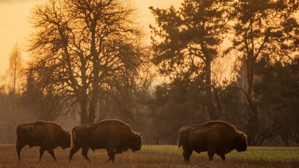 After 10,000 Years, Wild Bison Return Thanks to Restoration Efforts - bison wildfire ss2431899761