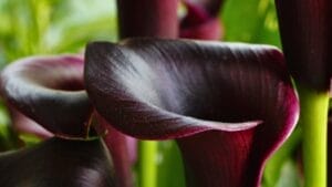 Hauntingly Beautiful: 15 Black Plants for the Ultimate Goth Garden 1 Hauntingly Beautiful: 15 Black Plants for the Ultimate Goth Garden - black cana lily flower ss1089313004