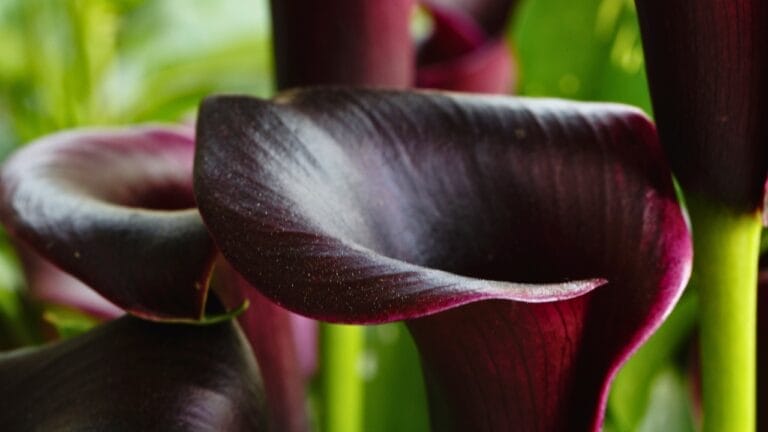 Hauntingly Beautiful: 15 Black Plants for the Ultimate Goth Garden 10 Hauntingly Beautiful: 15 Black Plants for the Ultimate Goth Garden - black cana lily flower ss1089313004