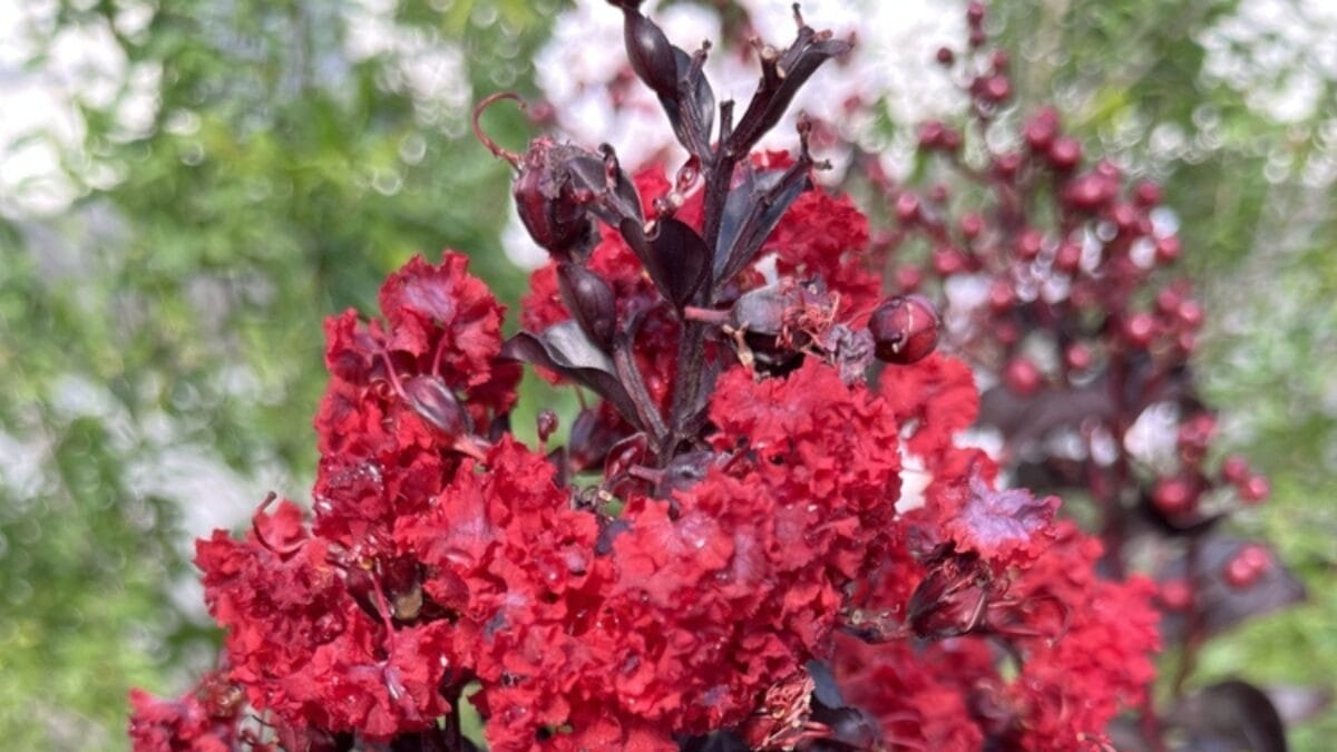 27 Alluring Dark Plants That’ll Make Your Garden Stand Out 20 27 Alluring Dark Plants That’ll Make Your Garden Stand Out - black diamond flower ss2351527023