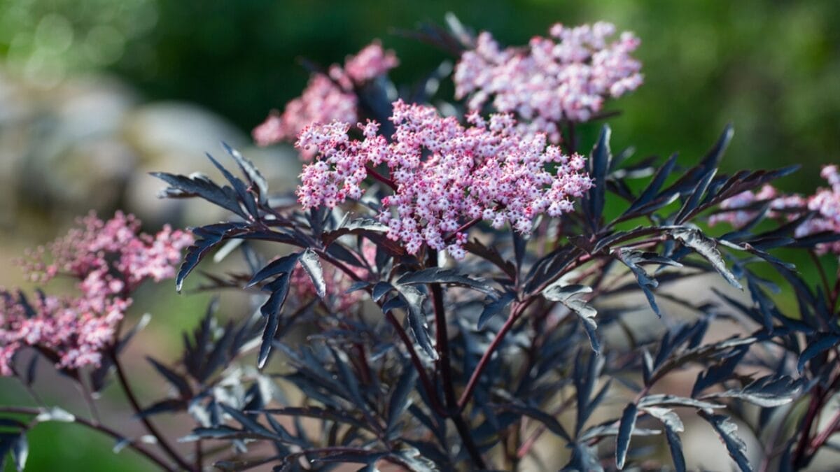 27 Alluring Dark Plants That’ll Make Your Garden Stand Out 17 27 Alluring Dark Plants That’ll Make Your Garden Stand Out - black lace elderberry dp234947326