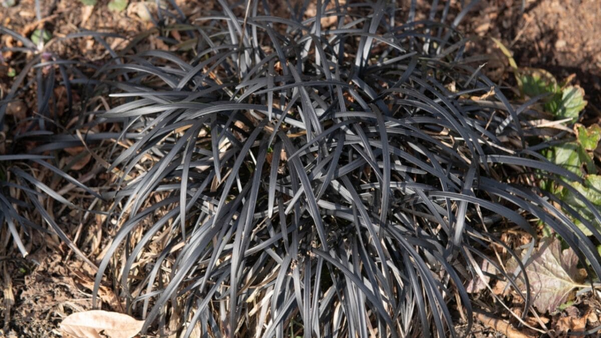 Hauntingly Beautiful: 15 Black Plants for the Ultimate Goth Garden 10 Hauntingly Beautiful: 15 Black Plants for the Ultimate Goth Garden - black mondo grass ss1936188187