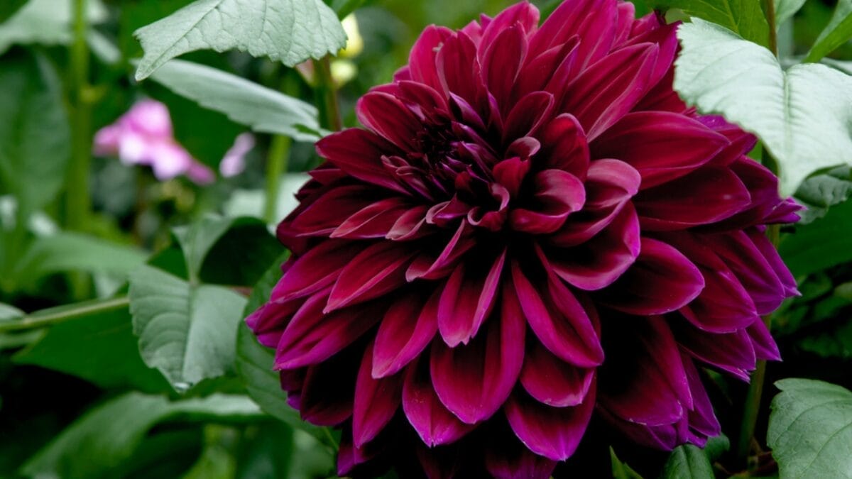 27 Alluring Dark Plants That’ll Make Your Garden Stand Out 15 27 Alluring Dark Plants That’ll Make Your Garden Stand Out - black narcissus dahlia dp581360494