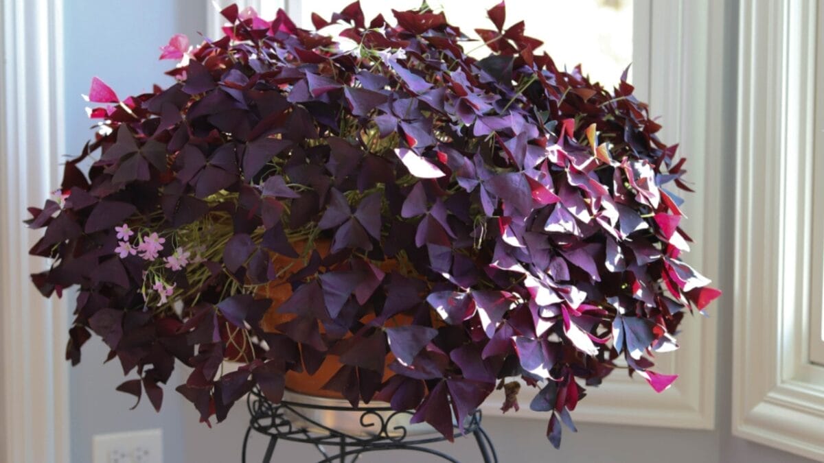 27 Alluring Dark Plants That’ll Make Your Garden Stand Out 5 27 Alluring Dark Plants That’ll Make Your Garden Stand Out - black oxalis flower ss1543865240