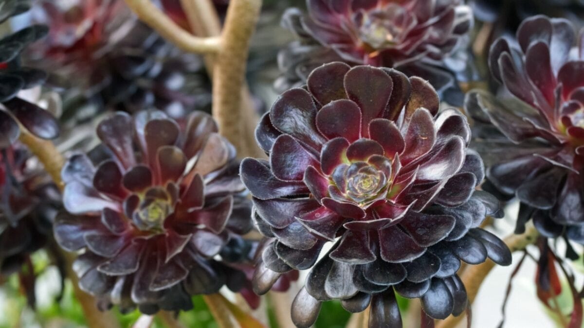 Hauntingly Beautiful: 15 Black Plants for the Ultimate Goth Garden 11 Hauntingly Beautiful: 15 Black Plants for the Ultimate Goth Garden - black rose aeonium ss2425082679