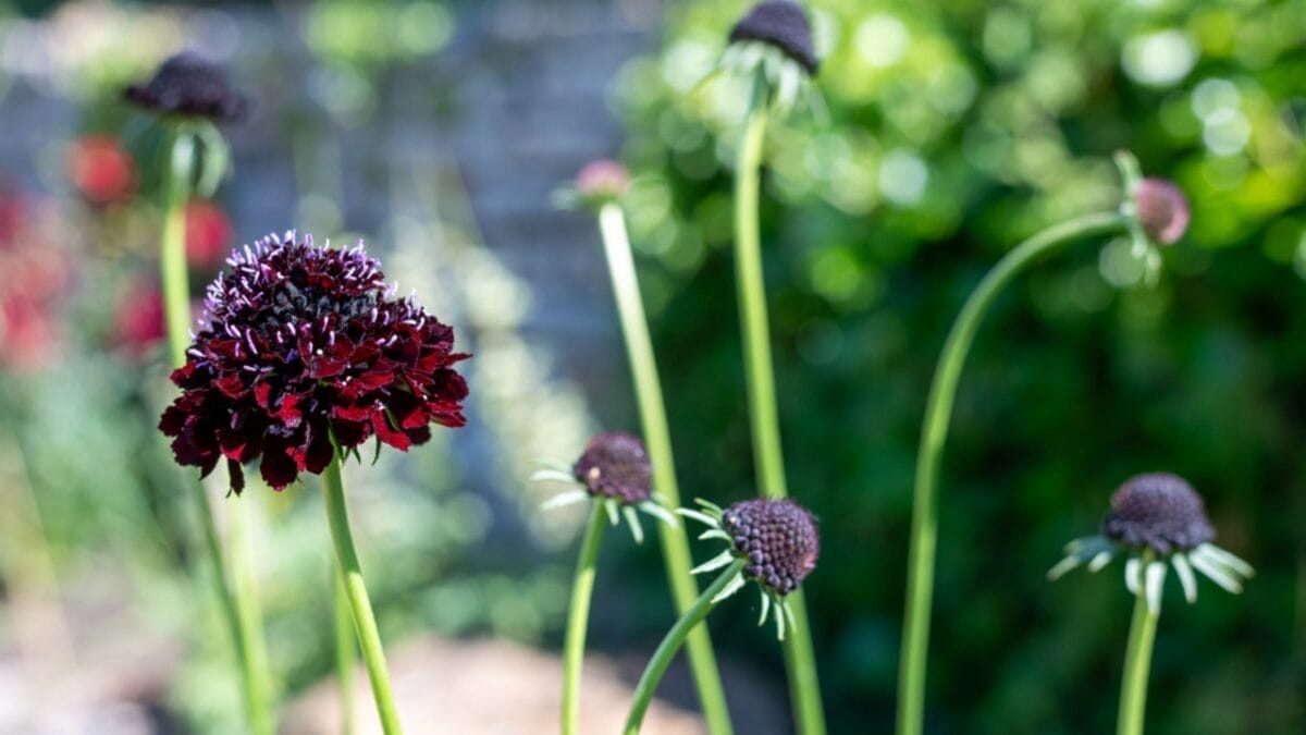 Hauntingly Beautiful: 15 Black Plants for the Ultimate Goth Garden 5 Hauntingly Beautiful: 15 Black Plants for the Ultimate Goth Garden - black sacbiosa dp670640380