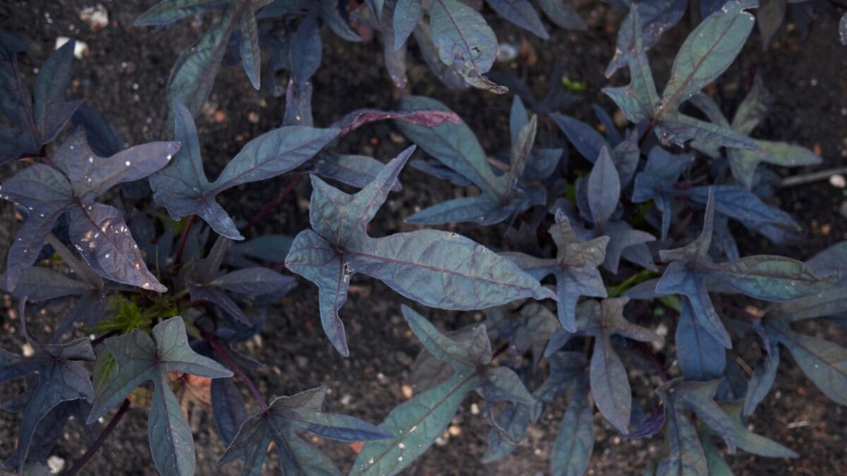 Hauntingly Beautiful: 15 Black Plants for the Ultimate Goth Garden 17 Hauntingly Beautiful: 15 Black Plants for the Ultimate Goth Garden - black sweet potato vine dp457451912