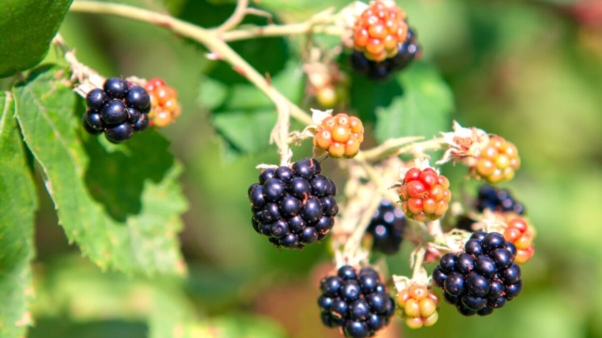 15 Plants Our Grandparents Ate to Survive the Great Depression - blackberry ss1816609817