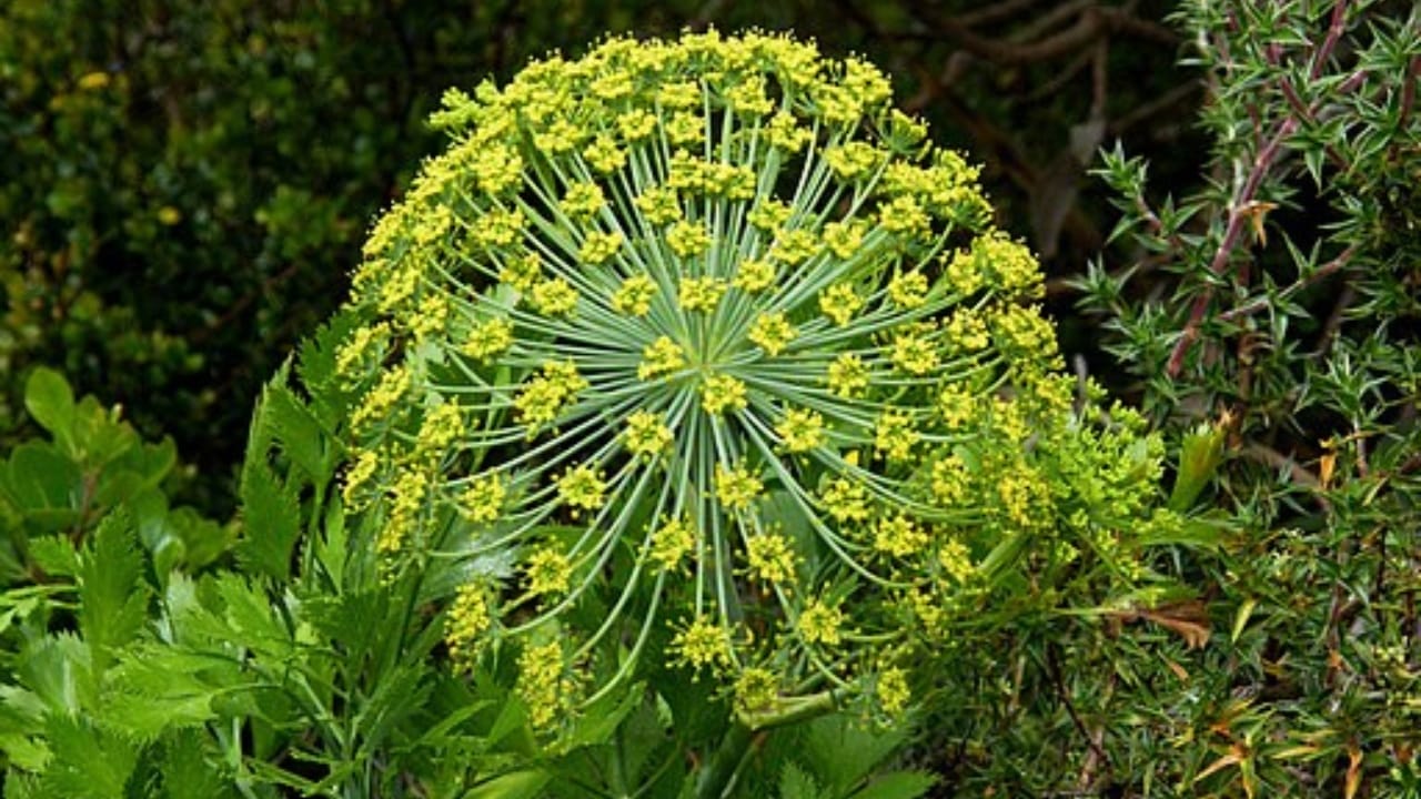 10 of the Most Pain-Inducing Plants on Earth You Should Never Touch 11 10 of the Most Pain-Inducing Plants on Earth You Should Never Touch - blister bush wc