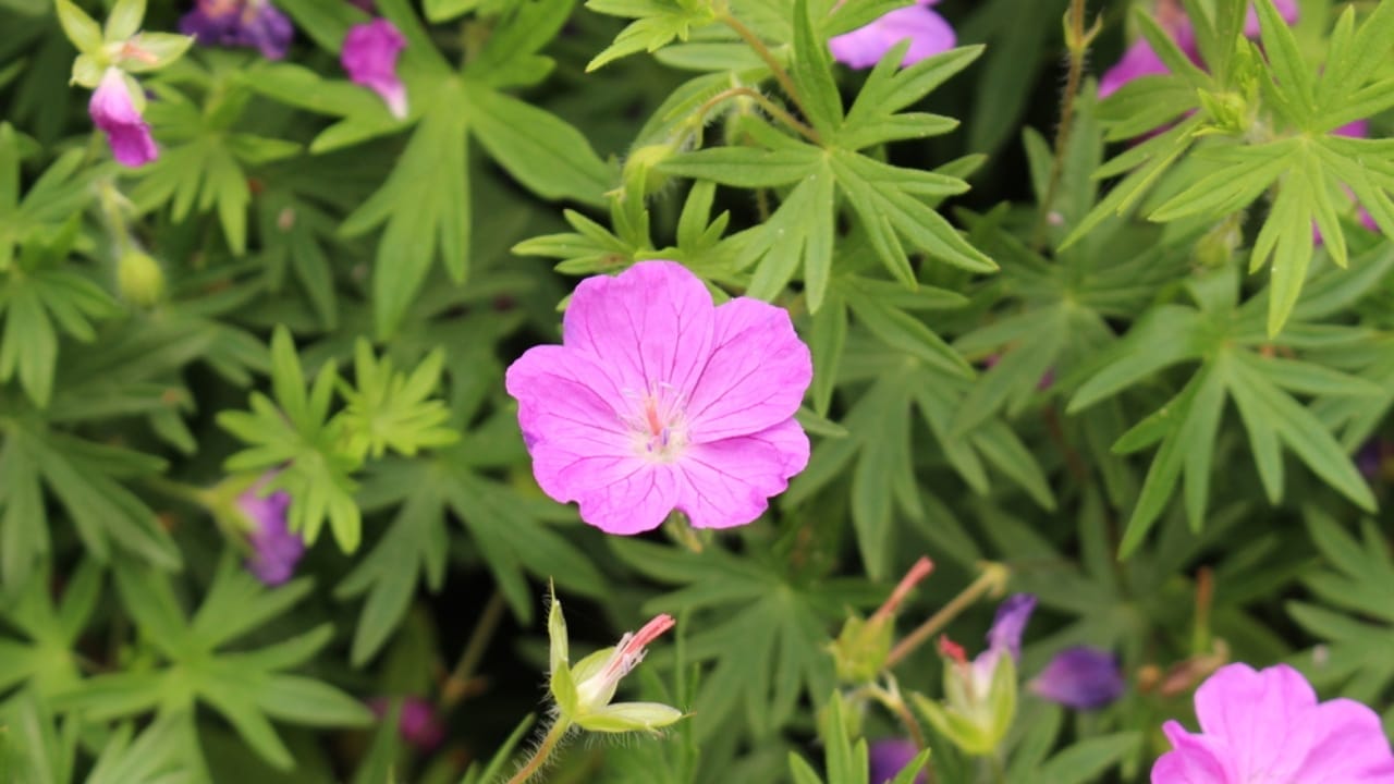Say Goodbye to Grass: Grow Hardy Geraniums for a Beautiful Perennial Ground Cover - bloody cranesbill dp375900338