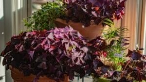 27 Alluring Dark Plants That’ll Make Your Garden Stand Out 1 27 Alluring Dark Plants That’ll Make Your Garden Stand Out - blooming indoor flowers ss1662496447