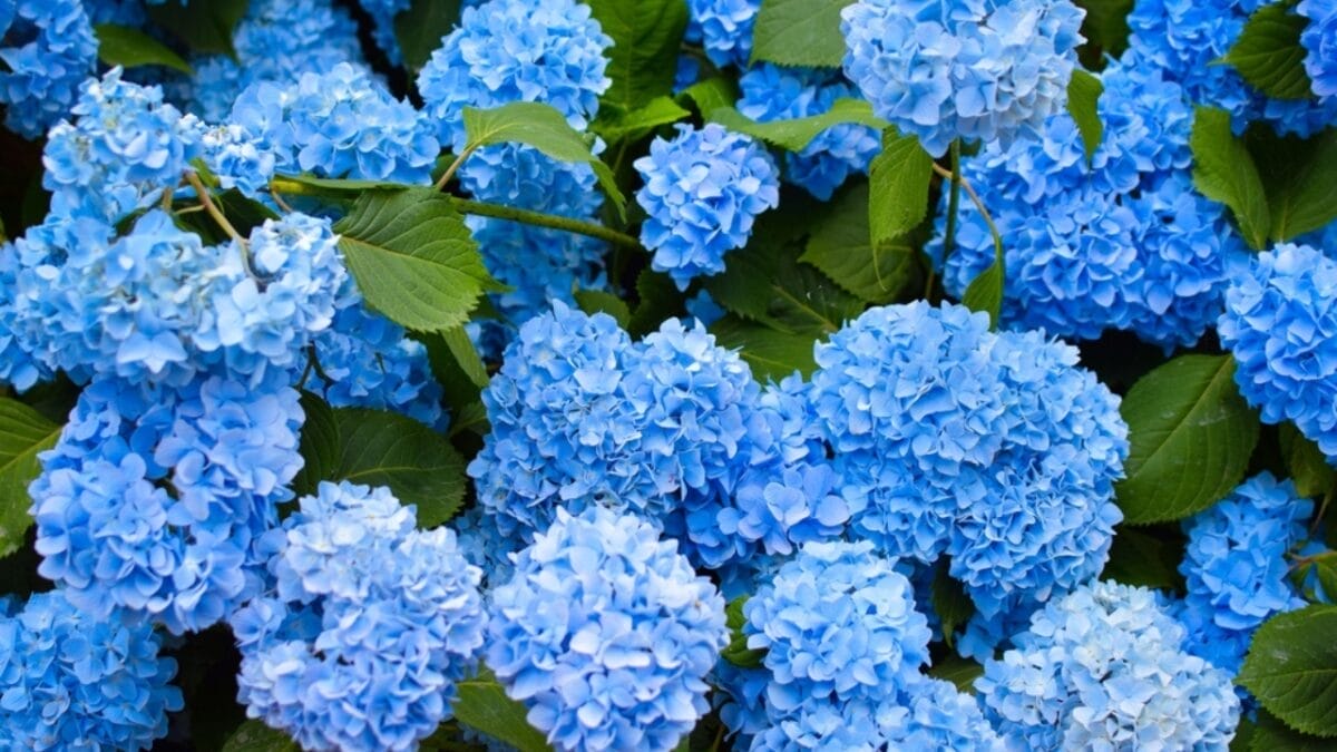 14 Shrubs That Make Winter Gardens Feel Alive Again 5 14 Shrubs That Make Winter Gardens Feel Alive Again - blue hydrangea ss2151555339