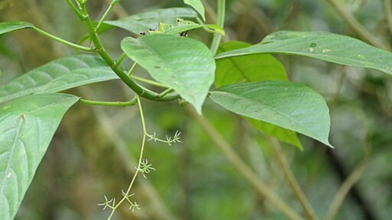 10 of the Most Pain-Inducing Plants on Earth You Should Never Touch 5 10 of the Most Pain-Inducing Plants on Earth You Should Never Touch - blume chew wc