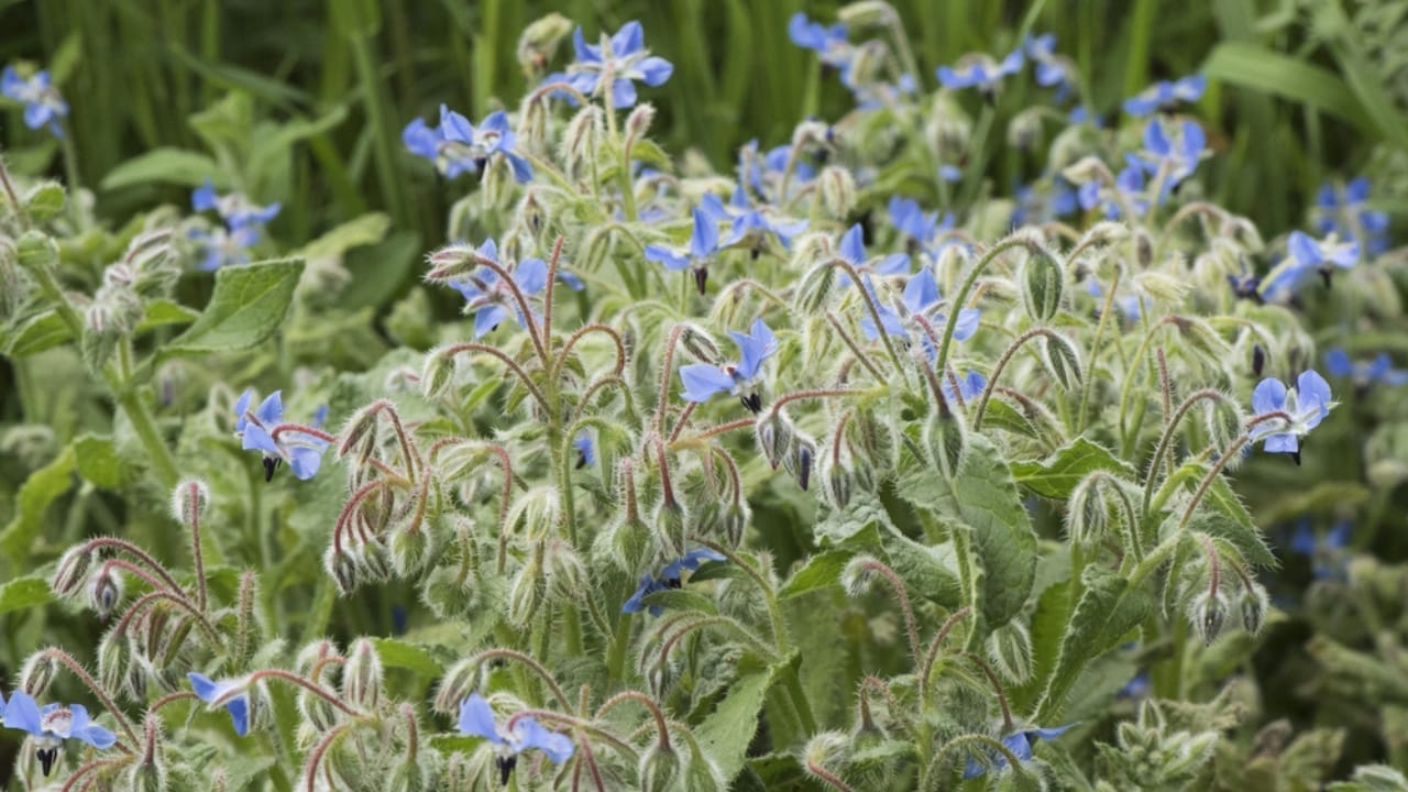 12 Companion Plants to Intercrop with Tomatoes for Superior Harvests 12 12 Companion Plants to Intercrop with Tomatoes for Superior Harvests - borage plant ss1969703872