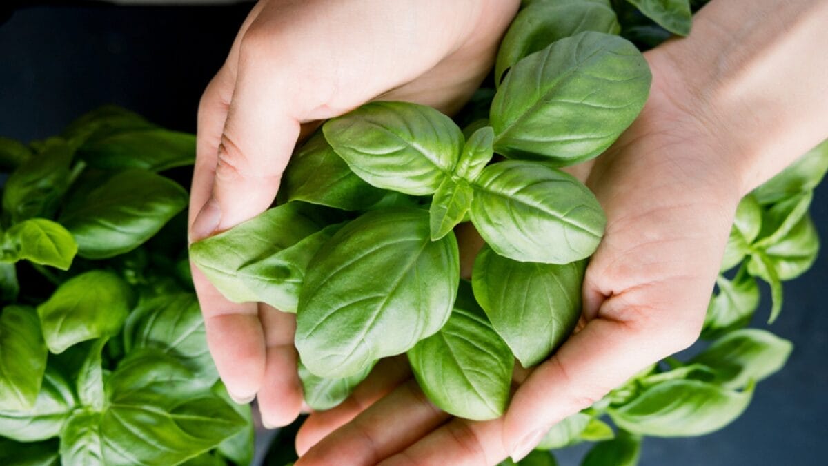 15 Natural Scents to Repel Ants & Keep Your Home Fresh - bounty basil ss1754456579