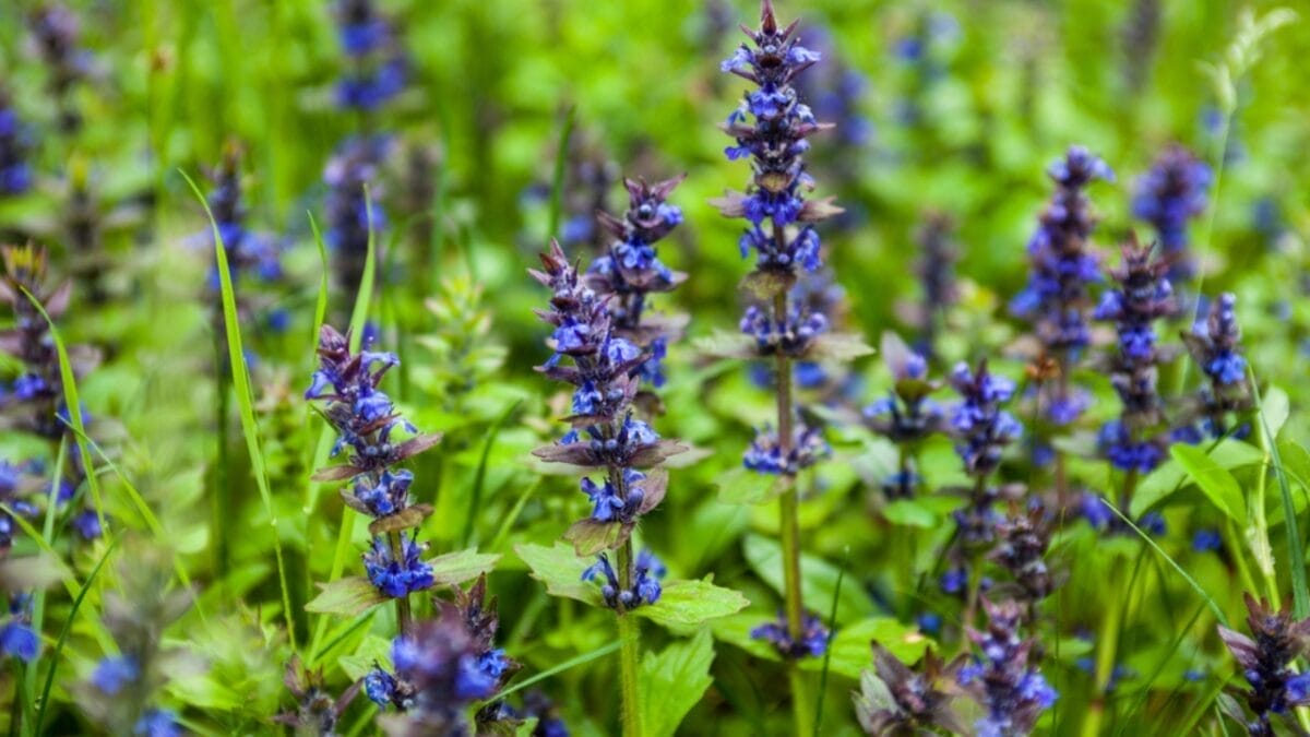 These 12 Ground Covers Combat Unwanted Weeds So You Don’t Have To 10 These 12 Ground Covers Combat Unwanted Weeds So You Don’t Have To - bugleweeds dp77060693