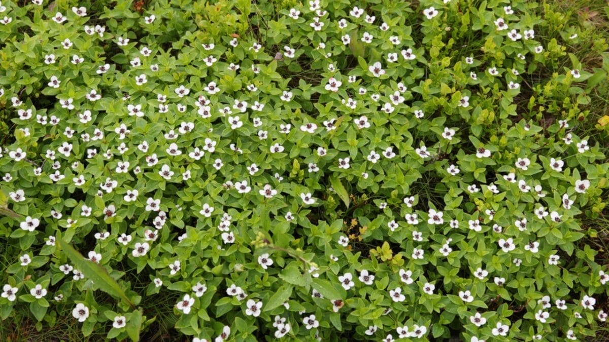 15 Shade-Loving Ground Covers to Transform Your Garden 12 15 Shade-Loving Ground Covers to Transform Your Garden - bunchberry dp182330474