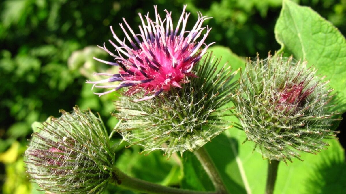 15 Plants Our Grandparents Ate to Survive the Great Depression - burdock dp2604632