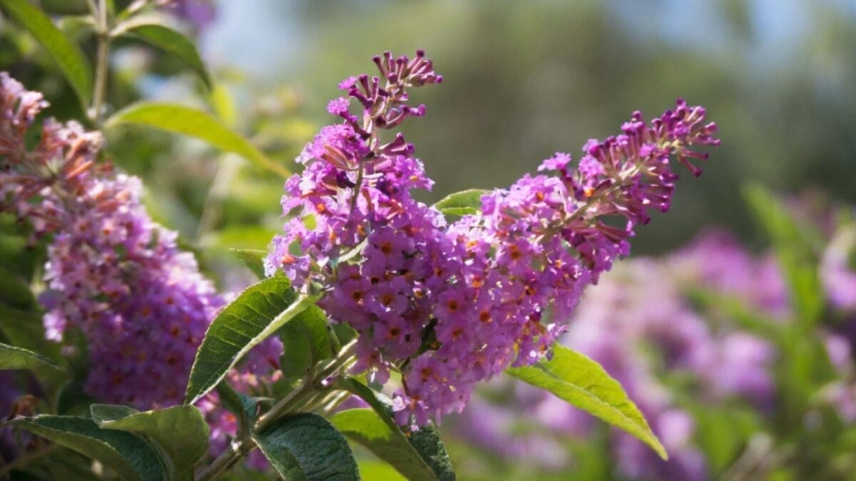 10 Reasons Why You Should Never Plant Butterfly Bush 8 10 Reasons Why You Should Never Plant Butterfly Bush - butterfly bush bloom ss2380431213
