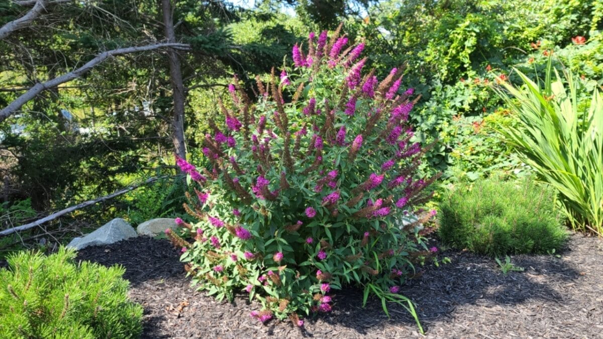 10 Reasons Why You Should Never Plant Butterfly Bush 7 10 Reasons Why You Should Never Plant Butterfly Bush - butterfly bush garden ss2027375660