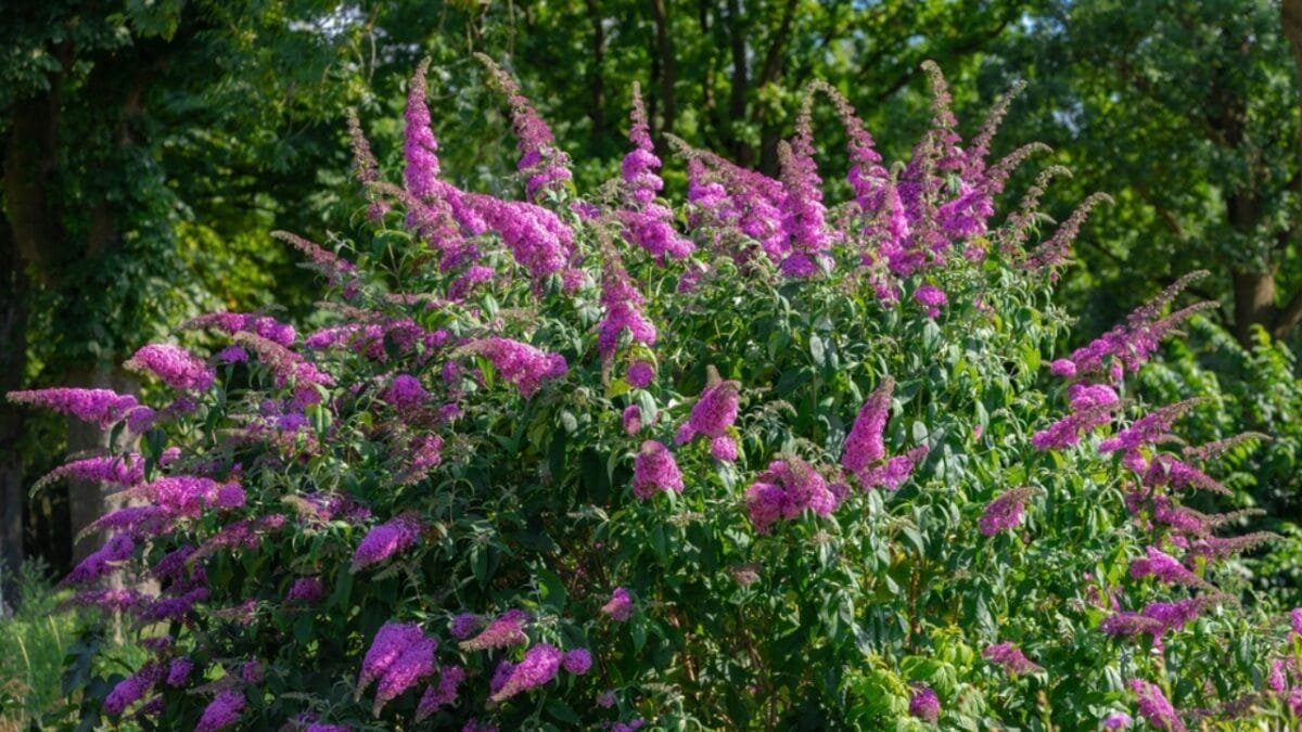 10 Reasons Why You Should Never Plant Butterfly Bush 5 10 Reasons Why You Should Never Plant Butterfly Bush - butterfly bush landscape ss2178263693