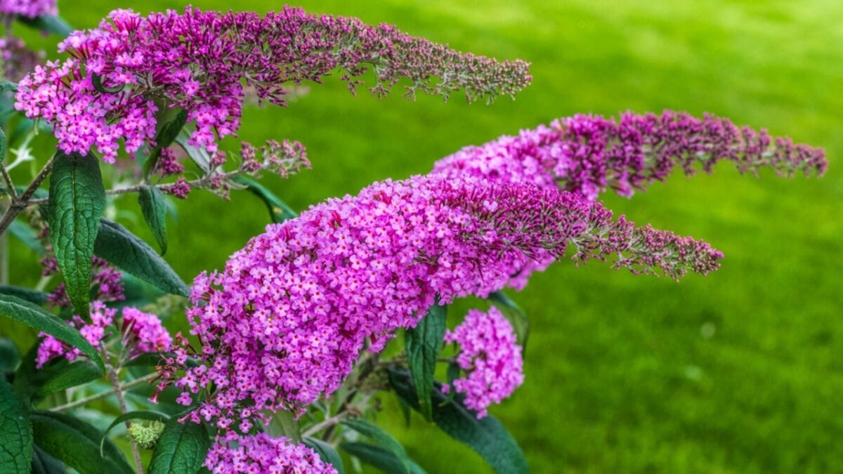 17 Plants That Add Beauty & Amazing Scents to Your Yard 9 17 Plants That Add Beauty & Amazing Scents to Your Yard - butterfly bush nature dp205577078