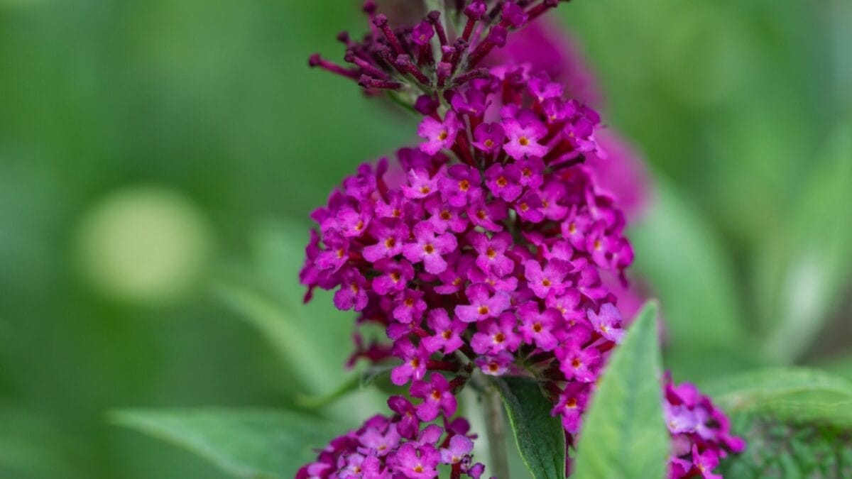 10 Reasons Why You Should Never Plant Butterfly Bush 6 10 Reasons Why You Should Never Plant Butterfly Bush - butterfly bush seed ss1938540940