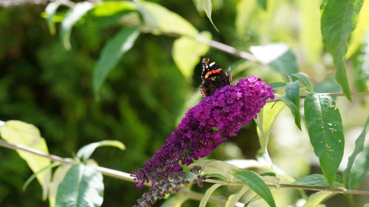 10 Reasons Why You Should Never Plant Butterfly Bush 4 10 Reasons Why You Should Never Plant Butterfly Bush - butterfly bush with butterfly ss2232392979