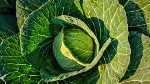 15 Vegetables to Plant in July for a Bountiful Winter Harvest 1 15 Vegetables to Plant in July for a Bountiful Winter Harvest - cabbage plant dp442202590