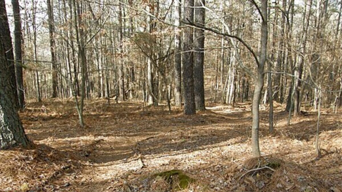 The World's Oldest Forest is Just a Stone's Throw from NYC 5 The World's Oldest Forest is Just a Stone's Throw from NYC - cairo forest wc