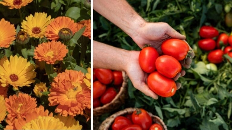 12 Companion Plants to Intercrop with Tomatoes for Superior Harvests 3 12 Companion Plants to Intercrop with Tomatoes for Superior Harvests - calendula flower and tomatoes ss2304278509 2456662711