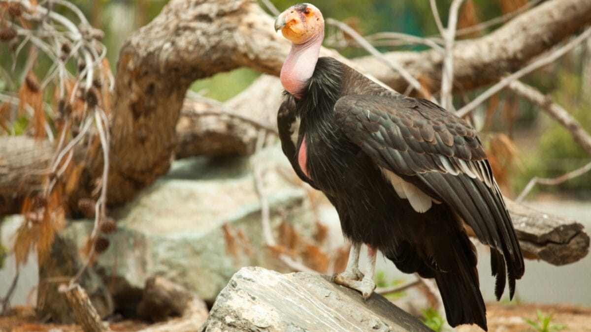 8 Birds We Used to Eat, But are Now Protected 5 8 Birds We Used to Eat, But are Now Protected - california condor dp3152015