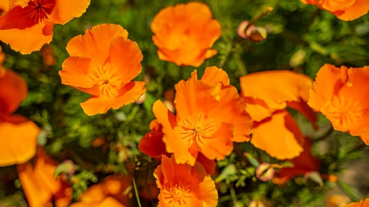 15 Breathtaking Flowers That Define America’s Natural Beauty 10 15 Breathtaking Flowers That Define America’s Natural Beauty - california poppy ss2331582681