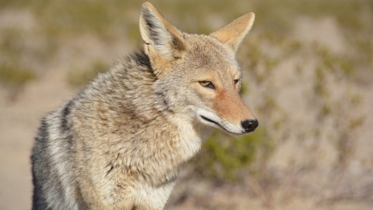 Hunting Coyotes Could Be Backfiring Across the U.S. - california valley coyote ss2171133081