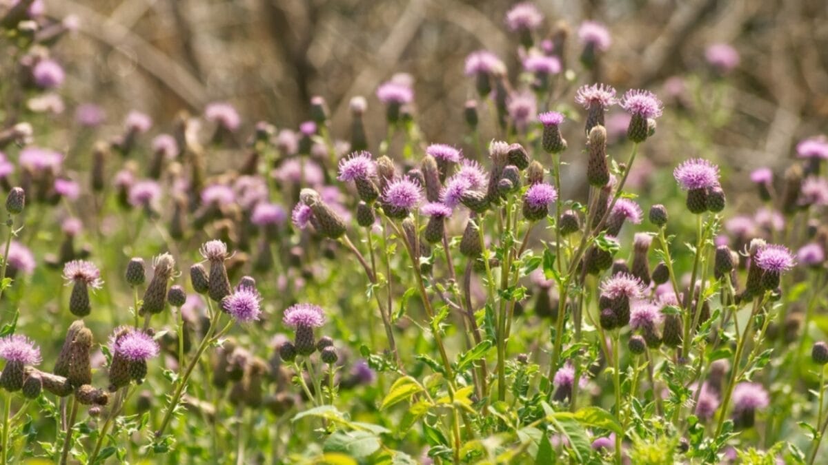 12 Invasive Plants You Must Remove ASAP from Your Yard 11 12 Invasive Plants You Must Remove ASAP from Your Yard - canada thistle ss2037984758