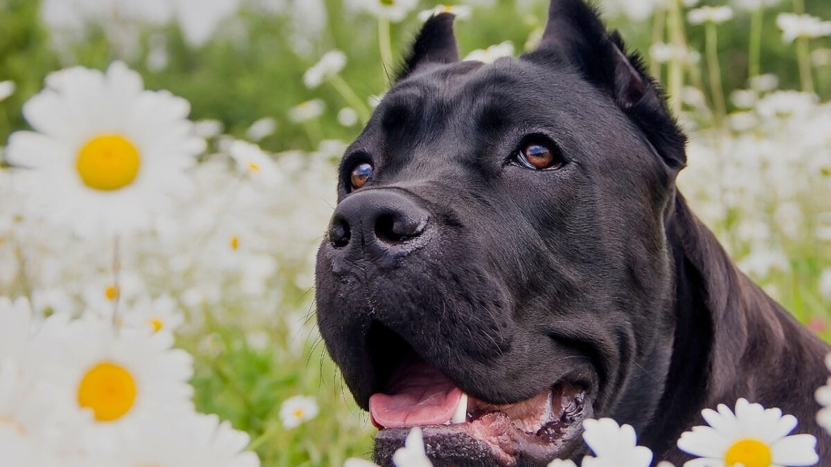 How the "King Cane Corso" Trend on TikTok is Misleading Owners & Harming the Breed 3 How the "King Cane Corso" Trend on TikTok is Misleading Owners & Harming the Breed - cane corso dog ss2375306711