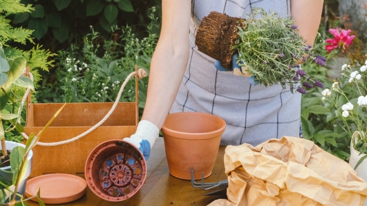 Maximize Your Lavender in Pots: Tips for Growing This Herb in Containers 4 Maximize Your Lavender in Pots: Tips for Growing This Herb in Containers - care tips ss2176641293