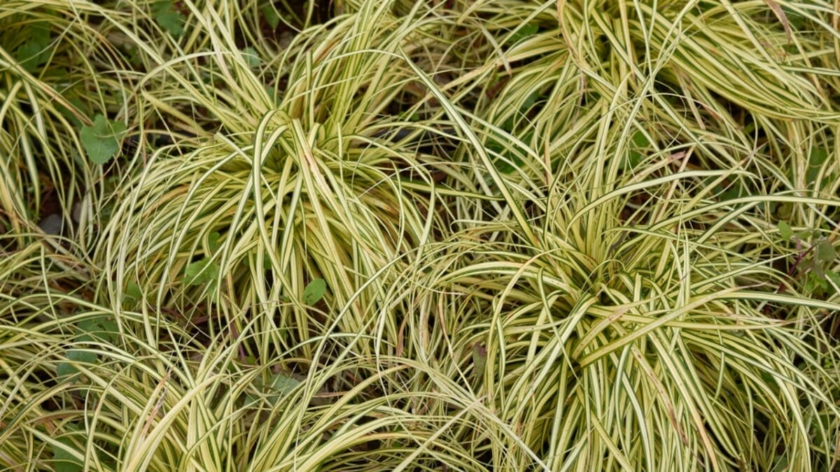 15 Shade-Loving Ground Covers to Transform Your Garden 13 15 Shade-Loving Ground Covers to Transform Your Garden - carex evergold dp452898256
