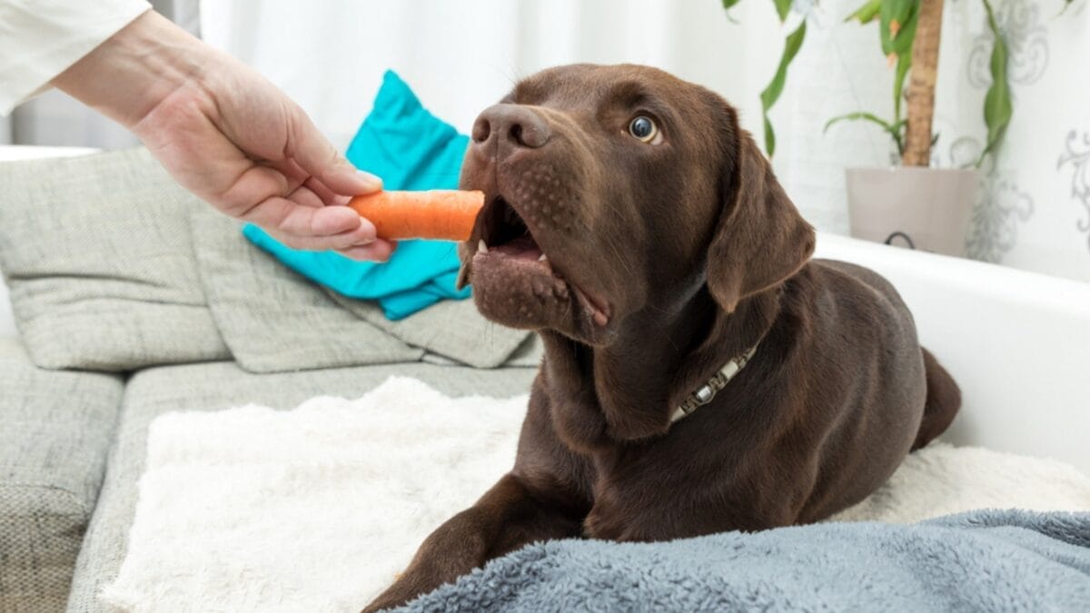 15 Alternatives to Brushing That Keep Your Dog’s Teeth Clean 4 15 Alternatives to Brushing That Keep Your Dog’s Teeth Clean - carrots dog ss755516917