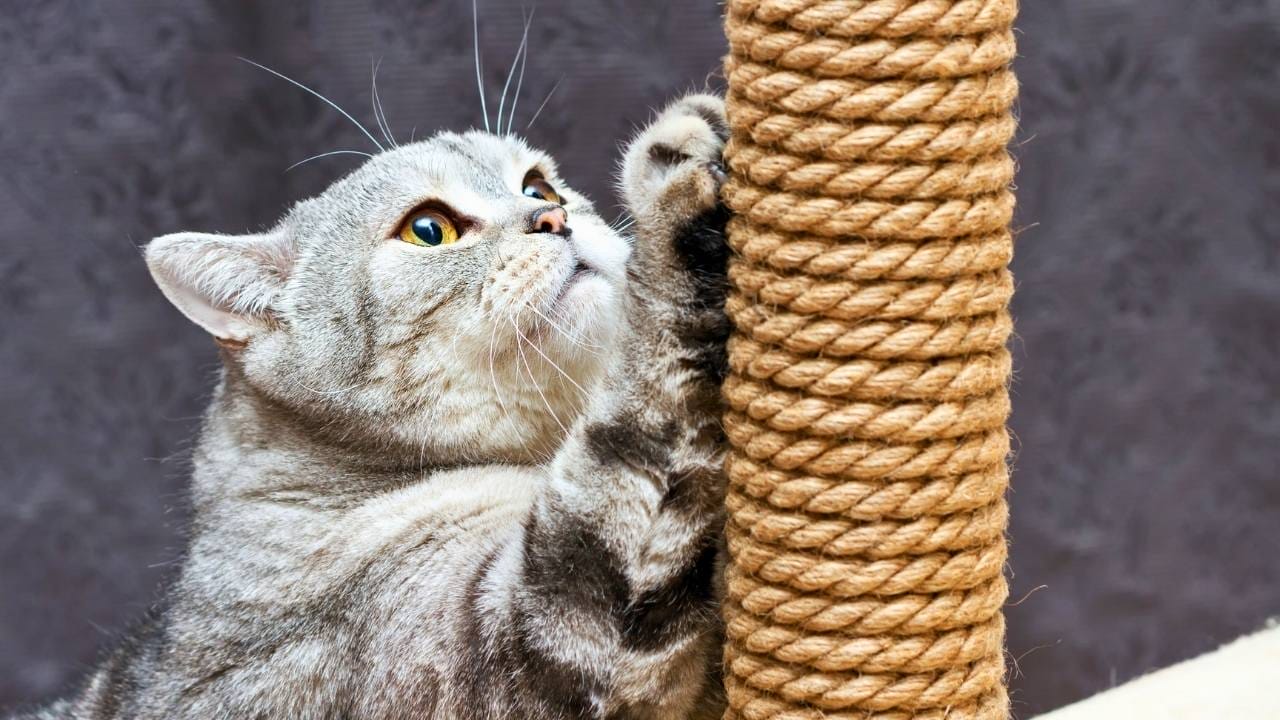 why your cat scratches the couch (and how to actually fix it without going insane) 5 why your cat scratches the couch (and how to actually fix it without going insane) - cat claw s1276769449dnoh